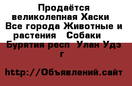 Продаётся великолепная Хаски - Все города Животные и растения » Собаки   . Бурятия респ.,Улан-Удэ г.